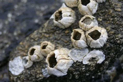  Barnacles: A Tiny Crustacean That Sticks Around for a Lifetime!