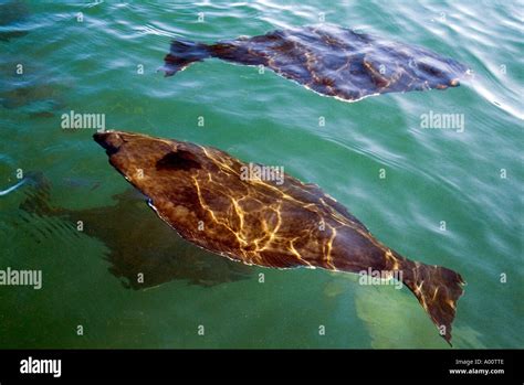  Halibut: Un pez plano que esconde su belleza bajo la arena y desafía las leyes de la gravedad