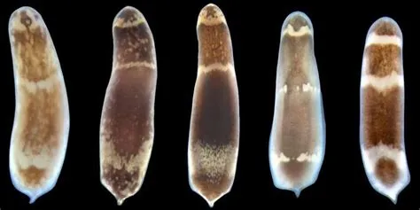 Hofstenia! ¿Un gusano plano que desafía las leyes de la regeneración?