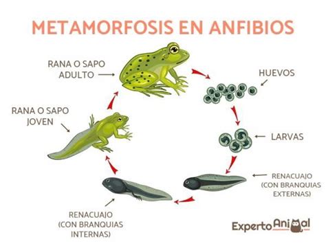  Jabalí Anfibio: ¡Un Maestro del Arte de la Metamorfosis y la Vida en Dos Mundos!