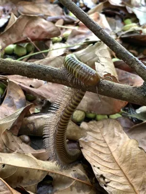  Kraspedon - ¿Podrían estos curiosos animales con miles de patas ser los jardineros del futuro?