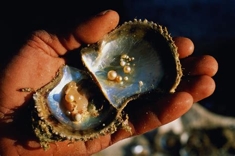  Nacira: ¡Una joya del fondo marino que filtra el agua y crea perlas brillantes!