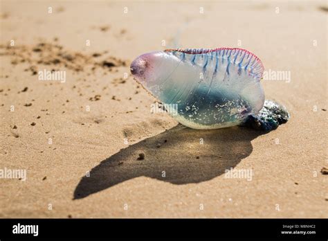  Physalia physalis: ¡Descubre la belleza letal de esta medusa flotante!