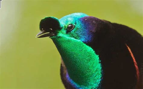  ¿Conoces la Llamada Espectral del Loro de Cola Larga? Un Maestro de Imitación con Plumas Iridiscentes