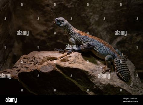  Uromastyx ¡Un Lagarto Desértico Que te Sorprenderá con Su Apariencia Única!