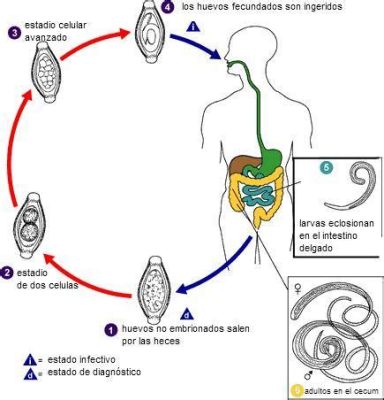  Zoogonus! Descubriendo un Parasito Inusual con un Ciclo de Vida Fascinante