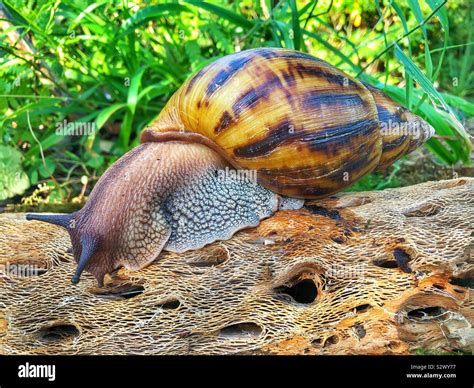  Achatina: ¡Descubre el fascinante mundo de este caracol gigante terrestre con una voraz pasión por las plantas!