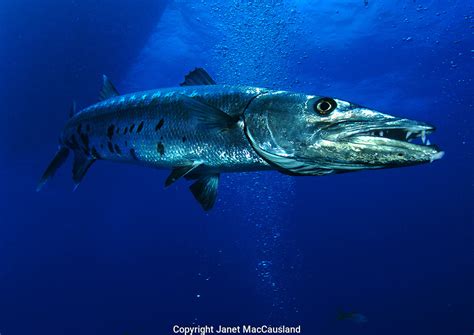  Barracuda ¡Un Depredador Veloz con Escamas Metálicas!