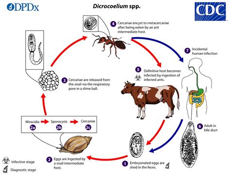  Dicrocoelium: Un Gusano que Viaja por la Bile y Hace Bailar a las Babosas!