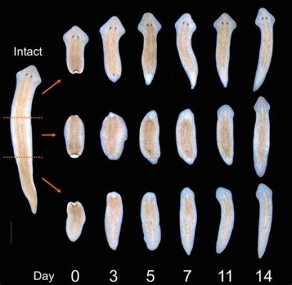  Geoplana! Una planaria terrestre que te sorprenderá con su camuflaje y capacidad de regeneración