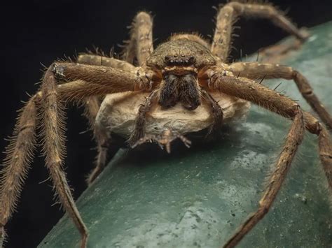  Huntsman Spider: Unmasking The Eight-Legged Acrobat With A Voracious Appetite!