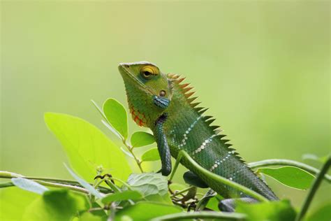  Iguana: ¡Un Reptil Con Escalas Brillozas Que Se Desliza Entre la Vegetación Tropical!