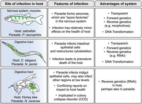  Microsporidia: Un microbio parasitario que desafía las expectativas y te dejará pensando en la complejidad del mundo microscópico