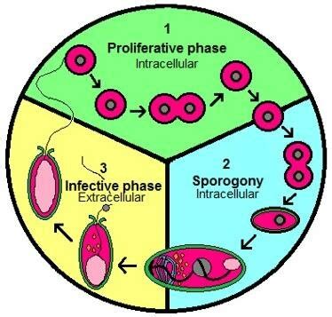  Microsporidium! Descubra la Fascinante Vida de este Parásito Intracelular