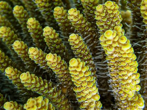  Millepora! Una colonia de pólipos con la picadura más dolorosa del mundo