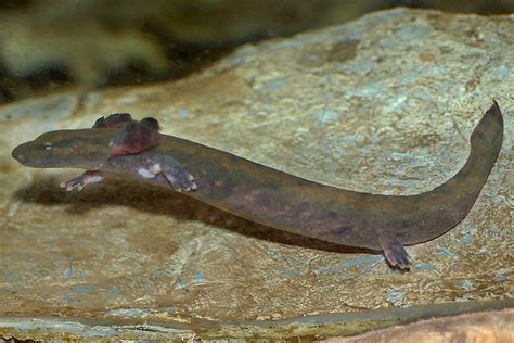  Mudpuppy: Un Anfibio Acuático Con Ojos Negros Como Perla y Patas Pequeñas como Manzanas de Canela!