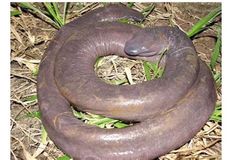   Mudpuppy ¡Un Anfibio Acuático Con Piel Rugosa Que Respira Por Su Piel!