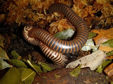  Narceus americanus: ¡Un Diplopodo de Mil Pies que Te Hará Cuestionar Todo lo que Sabes Sobre los Artrópodos!