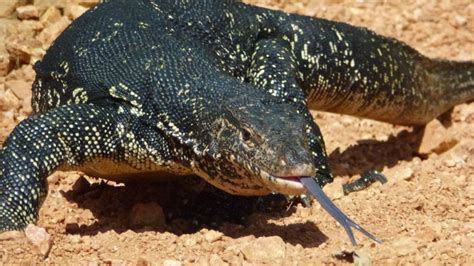  Nile Monitor: ¿Un Lagarto de Escalas Brillantes o un Dragón Encantado en Miniatura?