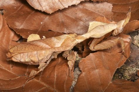  Ninfa: ¿Sabías que estas criaturas diminutas son verdaderas artistas del camuflaje y los maestros de la transformación?