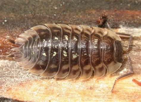  Oniscus! Un Crustáceo Terrestre Con Más De Cien Patas Que Te Harán Pensar Dos Veces Antes De pisar