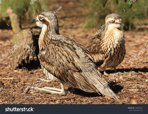  Pollipodidae: ¿Es posible que estos diminutos habitantes del suelo sean los maestros de la paciencia y la perseverancia?