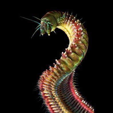  Ragworm: ¡Una criatura de los mares profundos que se desliza entre las grietas y escapa del peligro con un cuerpo segmentado sorprendente!