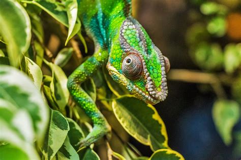  Ranas de Vidrio: ¡Conozca a los Pequeños Camaleones Translúcidos del Bosque Tropical!