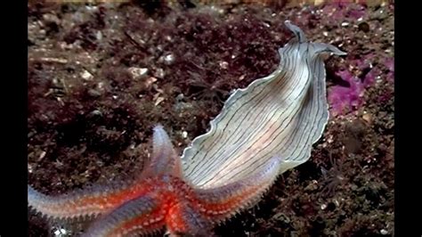  Rhabdocela: ¿Una estrella de mar disfrazada de gusano plano?