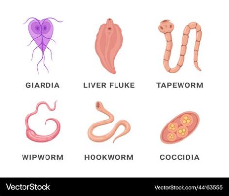 Rhiptosporidium!  Un parásito microscópico que causa estragos en el tracto intestinal de sus huéspedes