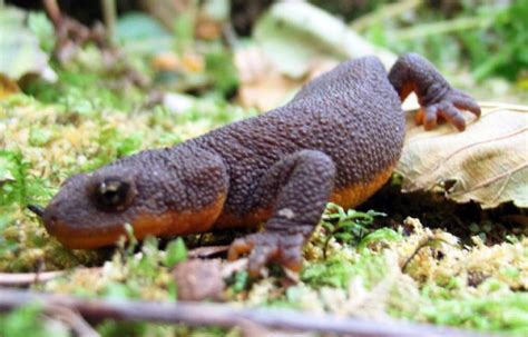  ¡Salamandra Íbera! ¿Conoces a este pequeño anfibio de piel rugosa y gran resistencia?