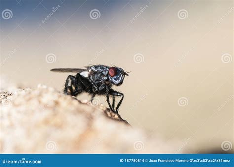  Wohlfahrtia! Una Mosca Con Un Estilo De Vida Extremadamente Curioso