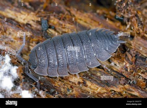  Woodlouse: ¡Un crustáceo terrestre que desafía las normas de su reino!