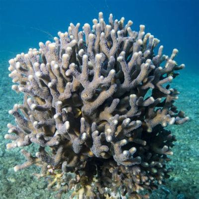 Ymbospora! Un Diplopodo con un Exoesqueleto que Deslumbra y una Vida Bajo Tierra Fascinante